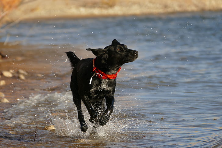 adult black Labrador retriever running beside beach