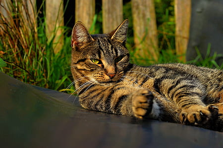brown tabby cat laying on black surface