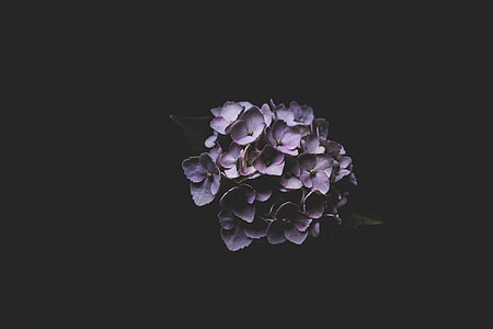 purple Hydrangea flower in close-up photography
