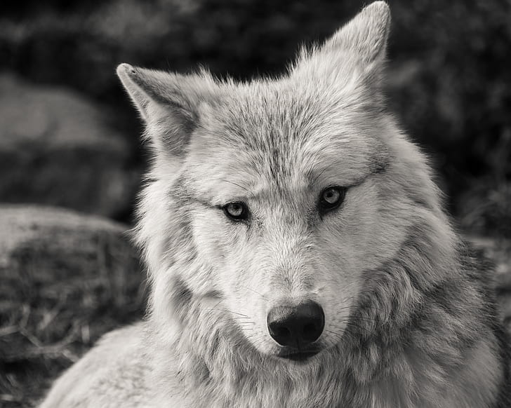 Royalty-Free photo: Gray and white wolf | PickPik