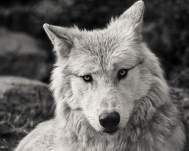 gray and white wolf