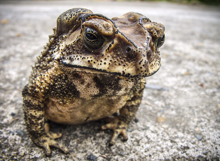 selective focus photography of frog at gray pavement