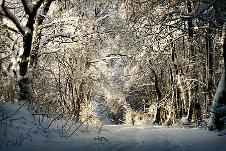 photo of bare trees covered by snow