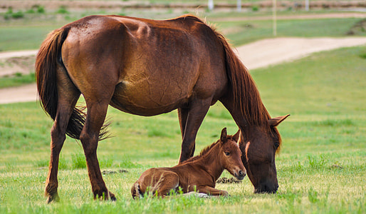 brown pony lying on grass beside brown horse