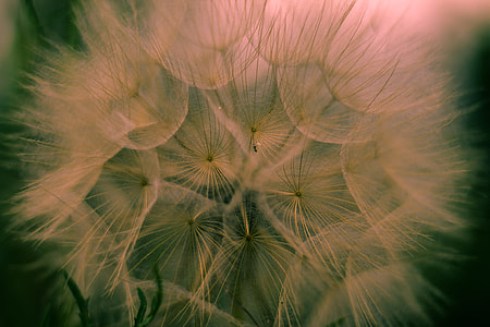 close-up photograph of white Dandelion flower