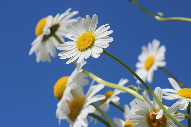 shallow focus photography of white daisy flowers