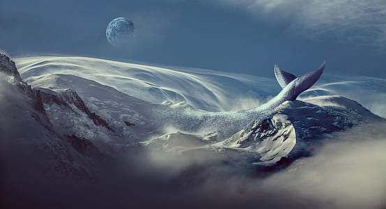 gray whale digital wallpaper