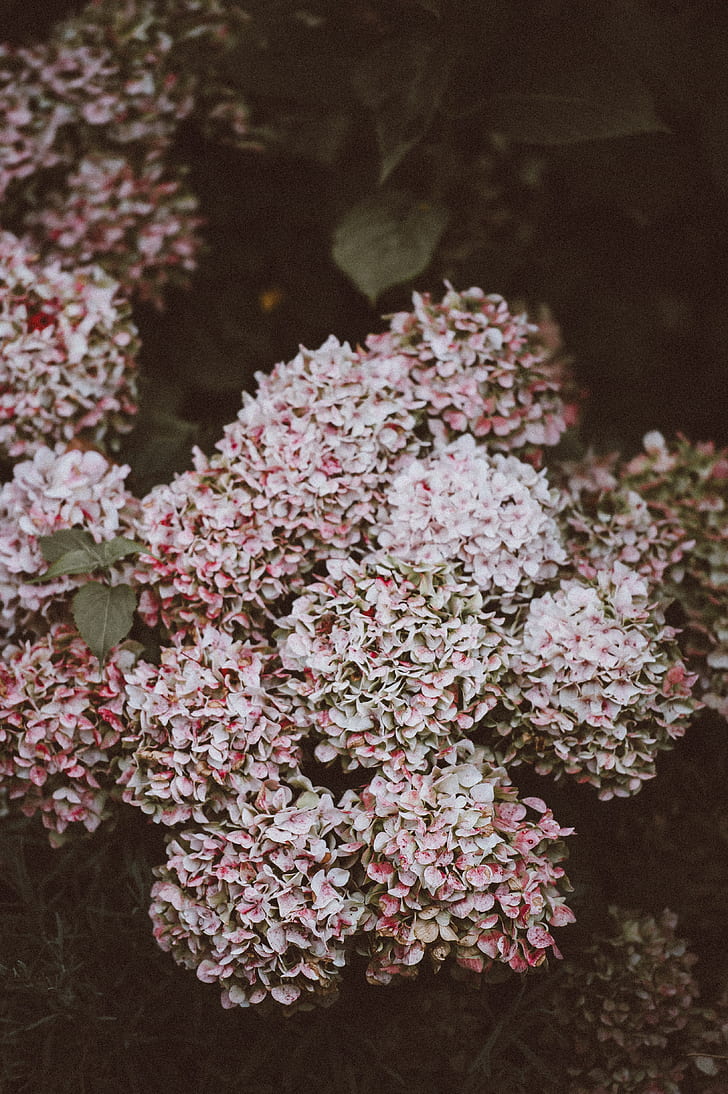 white and pink hydrangea flowers in closeup photo
