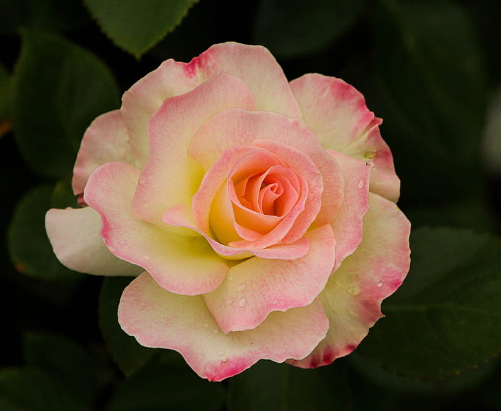 closeup photography of white and pink rose flower