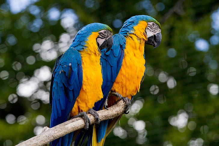 two blue-and-yellow macaws