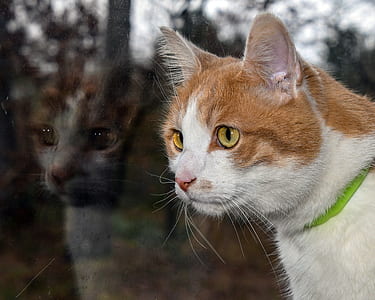 photography of brown and white cat