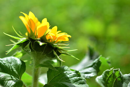 focus photo of yellow petaled flower