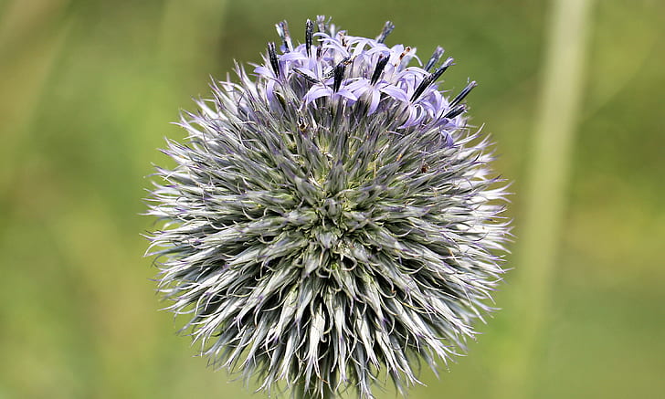 purple globe thistle flower in close up photography