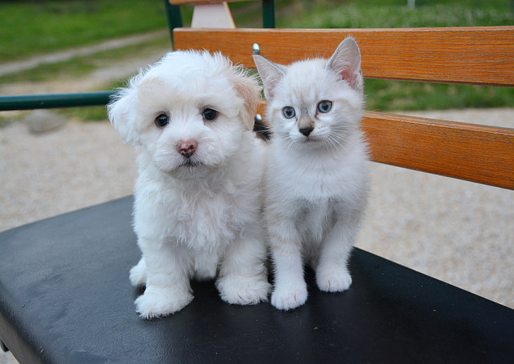 short-coated white puppy and white kitten siting on black bench