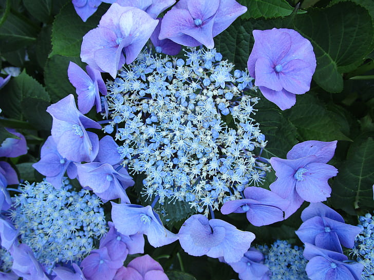 blue clustered flowers and purple 6-petaled flowers