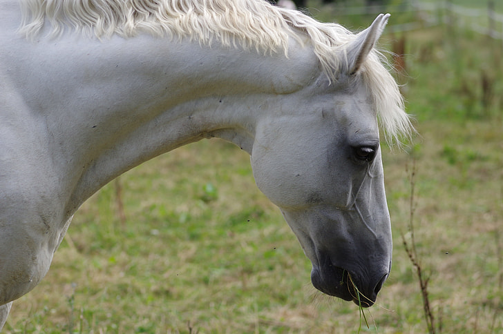white horse eating a green grass