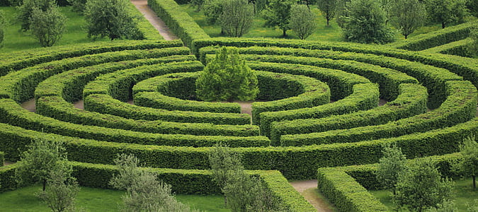 green maze hedge