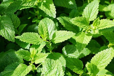 closeup photo of mint plants