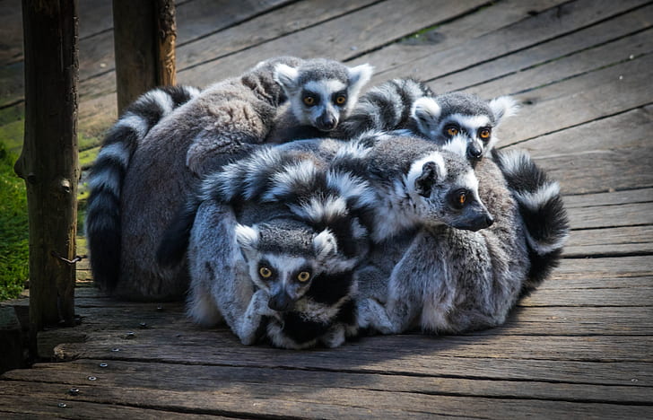gray raccoons on brown wooden board