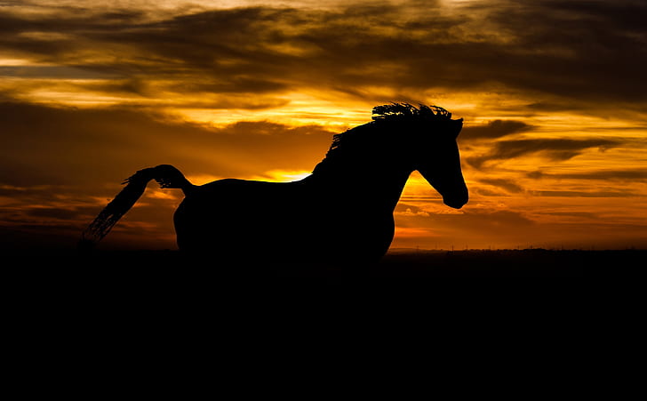silhouette photo of horse