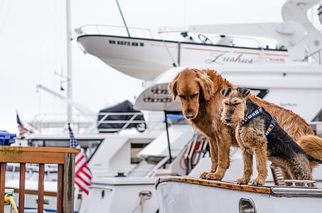 photo of golden retriever and lakeland terrier on yacht
