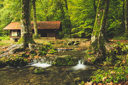 photo of streaming river in forest