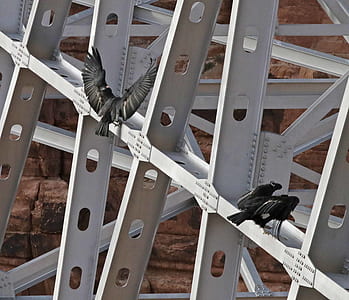 Black Birds on Scaffolding