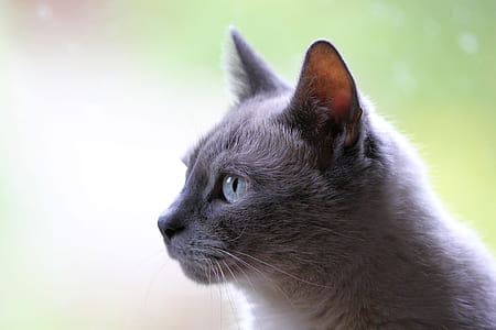 Russian blue cat in macro photography