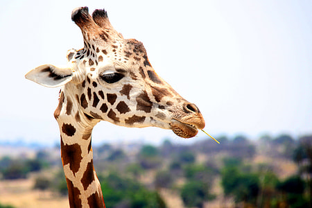 close up photo of giraffe head during daytime