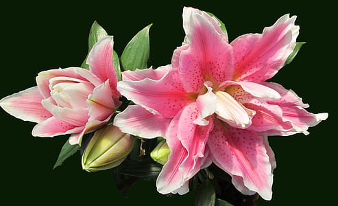 stargazer lilies