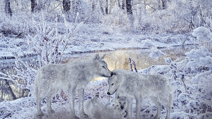 two gray snow wolves