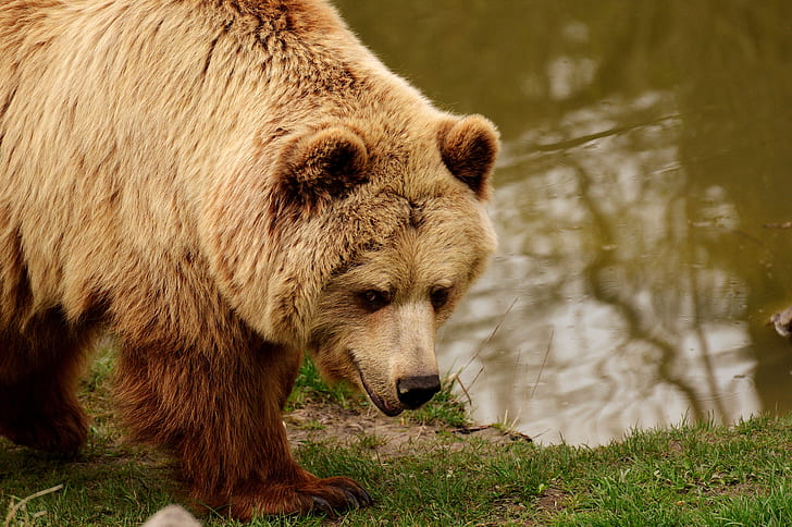 brown bear beside body of water during daytime