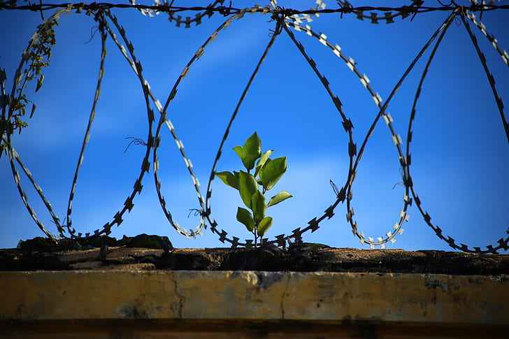 green plant in the middle of fences
