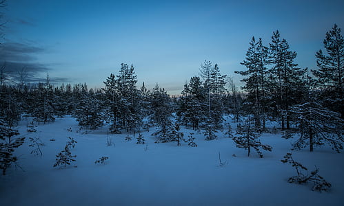 Green Pine Trees With Snow Photography