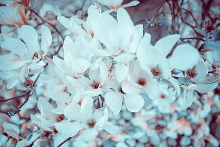 close-up photography of cherry blossom