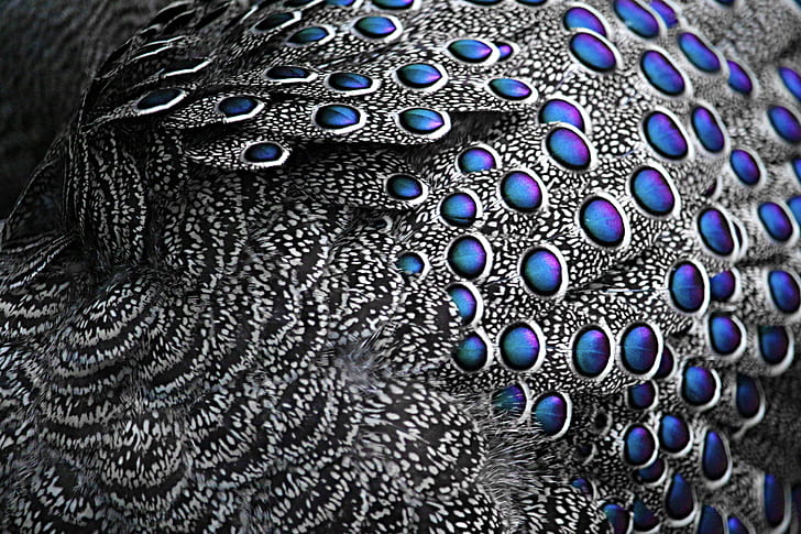 peafowl feathers