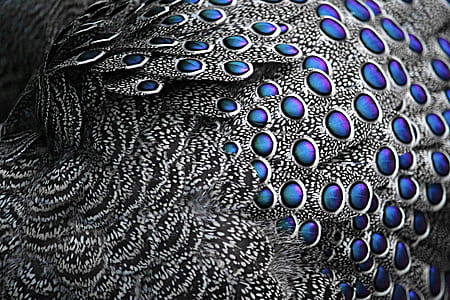 peafowl feathers
