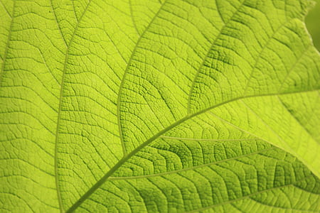 Micro Photography of Green Leaf