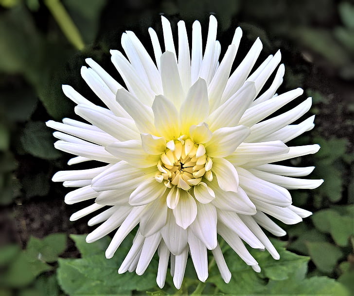 white petaled flowering plant