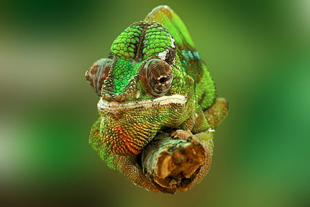 selective focus photography of green and and grey chameleon on branch