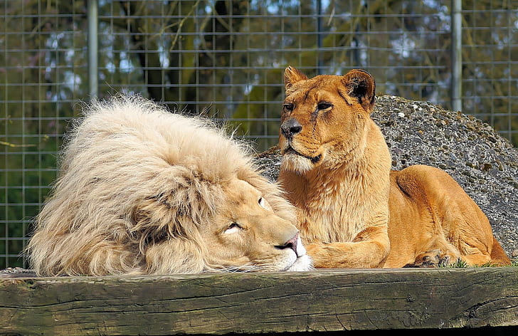 lion and lioness