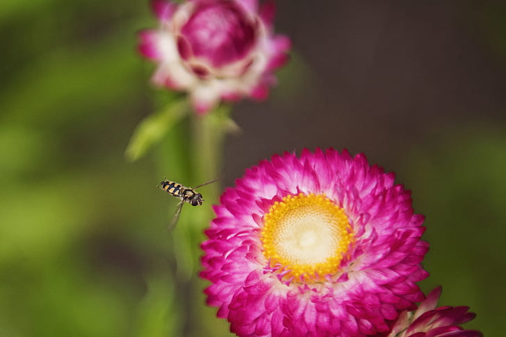 Close-up Photo of Insect Flying Towards the Flower