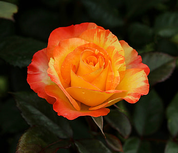 orange and red rose flower selective focus photography