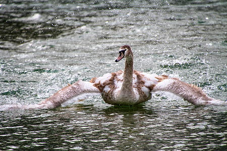 white and brown swan on body of water at daytime