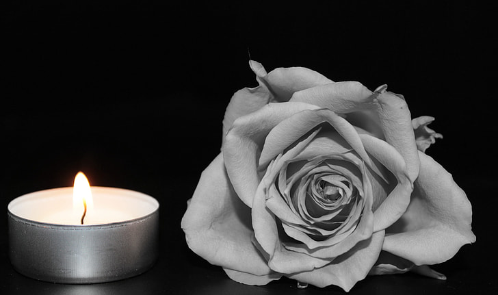 gray flower beside lighted tealight candle