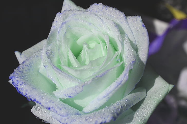 green and white rose closeup photography