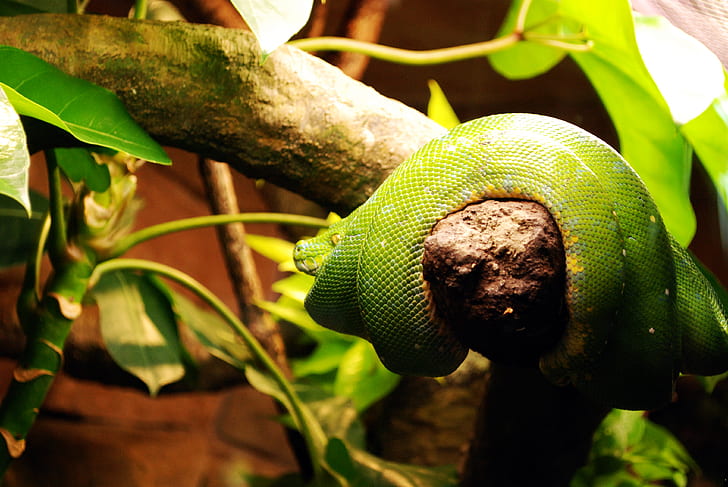 Green Snake on Wooden Branch