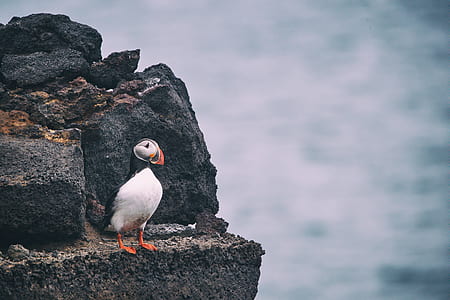 selective focus photography of atlantic puffin perched on rock