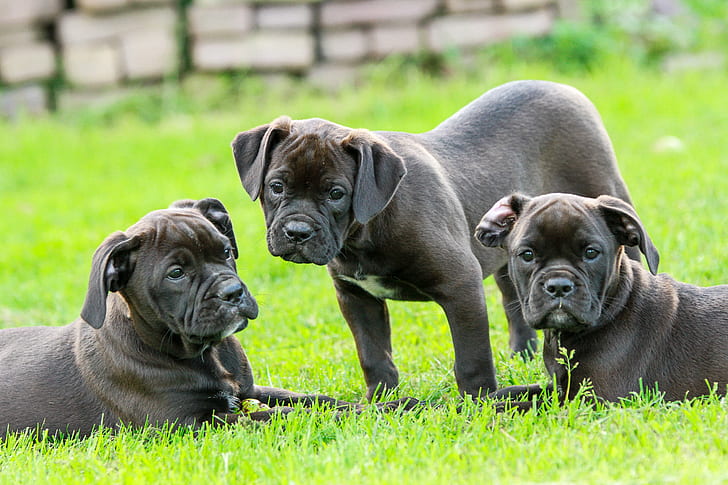 three gray puppy litter on green grass