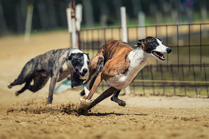 two grey brindle and brown brindle greyhounds racing